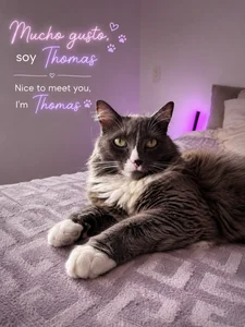 sofix__ My space 💖, my cats🐾 รูป  3