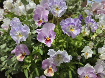 mami-rinのPublicの 9枚の写真