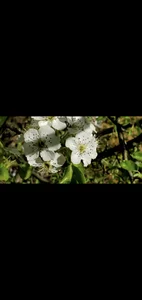 crazycatcass Flowers and yard. Love nature ❤️ Pic 2