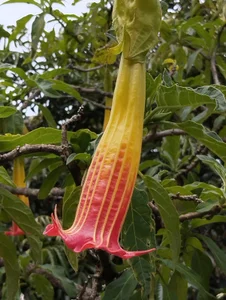 marilyn_love6969 Pensamientos Poză 2