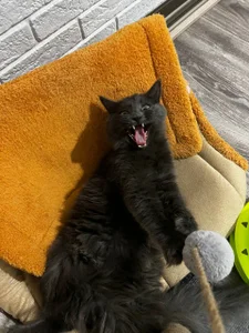 babyyullii my pets, I love my cats Pic 6