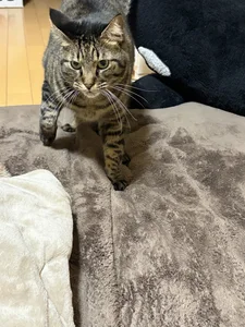 えりなのぬっこさん達🐱 od erina_oo  4 snímek