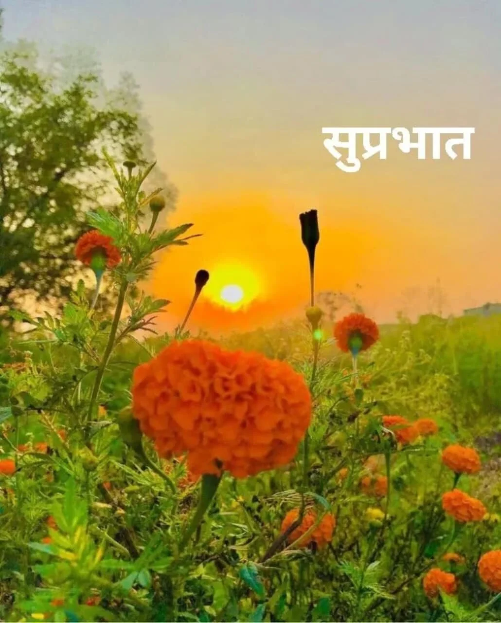 Ảnh Thịnh Hành của siyajaar 5836