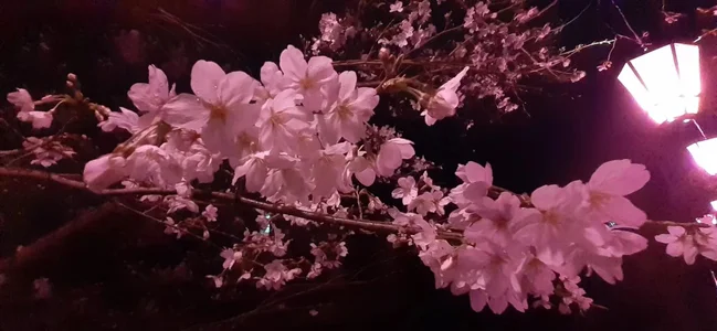 Kyoko-love物語はまだ続いています。彼は言います：わたしはあなたが帰ってくるのを期待し、毎日あなたを探していました。图片