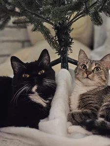 My kittys^^
