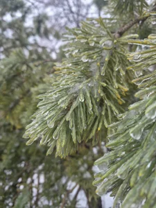 ElfredaTupy I love winter Foto