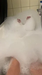 teasexpert Public Billede