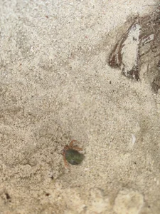 Beach Panamá de TESEO_HOT  4 Imagens