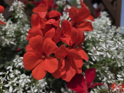 mami-rin Poză Nud XXX 6