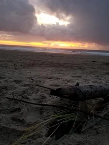 Flowers de faithfulchic  3 photos