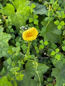 my beautiful Colombia and its great Magdalena river od asshleysweet_uwu  3 snímek