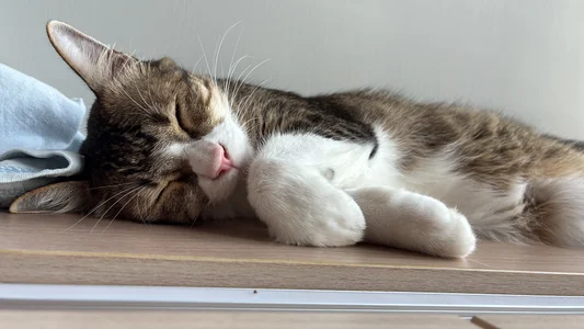 HKBOY0001 Cat Εικόνα