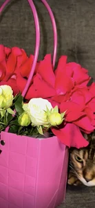 MelissaMelrey 🌸✨ Foto