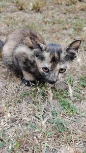 NChai5259 Public Foto 4