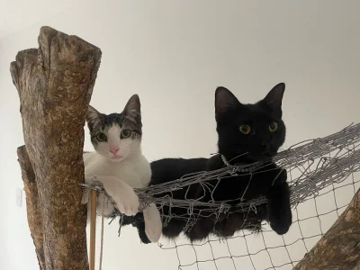 DakotaShelby Trio of little paws Pic 3