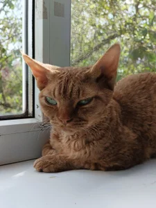 RopyAcetylmy kitties <3图片 4