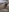 New intimate hairstyle
