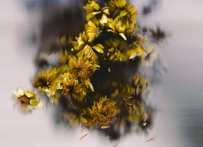 sorry-mom69 the history of flowers Gambar