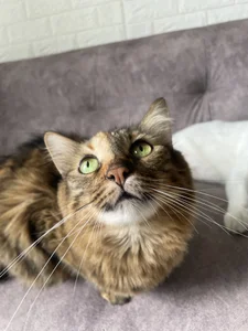 sofi_elfqueen My kitties 😻😻😻😻 รูป  9