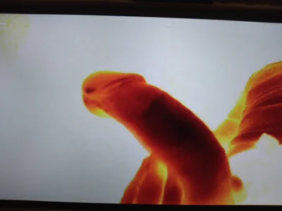 Zdjęcia lilpervt D PEES:  3