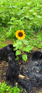 1julianasalazar a band-aid to the heart / una tirita para el corazón Pic 6