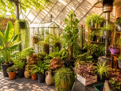 DanteRun Mijn Kamerplanten Billede 6