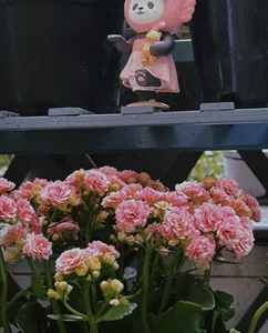 love-uiui uu养的小花花 Foto 7