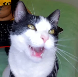 sophie_cute66 kullanıcısının My honey cat 💕 albümü -  6 fotoğraf