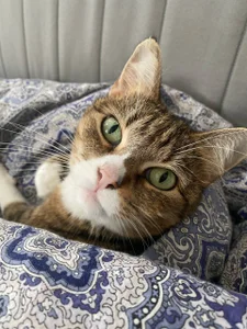 MelodySinclair my cat 圖片 2