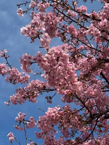 Spring in Japanese 🌸 Kawazu sakura and a little bird enjoying the blossoms. de aria_nozomi  3 Imagens