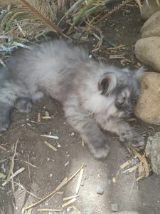 LunaNatural Public Pic 6