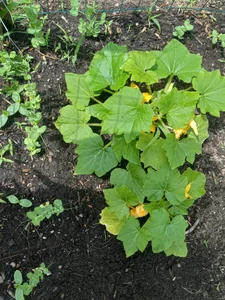 Gardening de sunnydude255 Foto 4