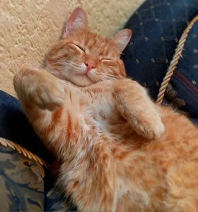 Miaa_gh1 😍😍 зображення 3