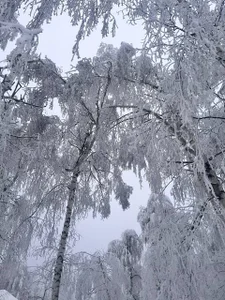 EvaThopson visiting a snowy forest Pic 2