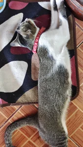 NChai5259 Public Foto 2