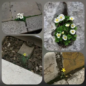 Beng_Bengg Public Pic 5