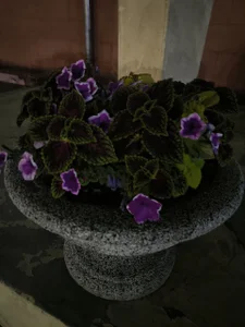 Milena_Milyan kullanıcısının Nature’s Beauty 🌺 albümü -  4 fotoğraf