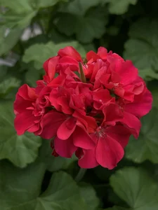 MadelineBenetのMadie Christmas 😍🎄の 4枚の写真