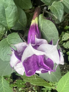 ronald_thompson20 Un poco más de mi. A little more of me Pic 6