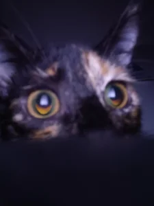 angela_angels_ kullanıcısının haru my cute cat albümü -  fotoğraf