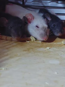 MelissaMays 🐁 Immagine  8