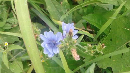 ExquisiteMature My Summer Hình 3