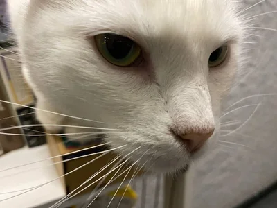 pure_radiance1 My sweetness 😺 صورة واحدة|pure_radiance1 My sweetness 😺 صورتان|pure_radiance1 My sweetness 😺  صور|pure_radiance1 My sweetness 😺  صورة