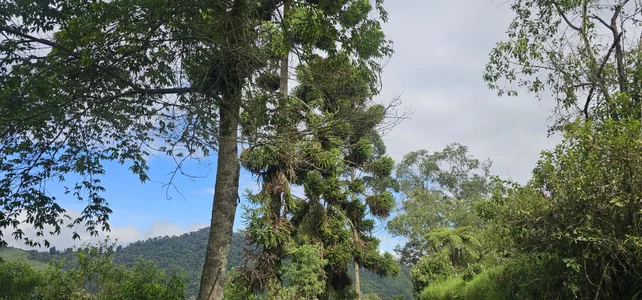 Kore_Persephone 🌿🍃 Good energy is inside you! 🍃🌿 รูป  5