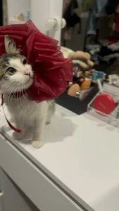 LylaYeessのMy little happiness❤️の 8枚の写真