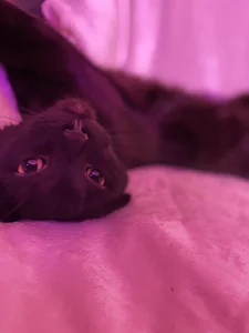 Zdjęcia Candy-Love2 Meowww: 