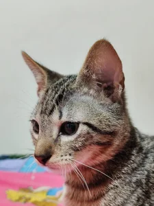 Katta_ossa My cats slika 5