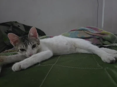 Lucas de Darwinstark_  4 Imagens