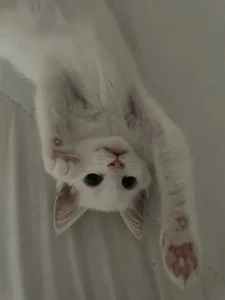 MaryRace 🌾My lovely cat🐱 Foto 8