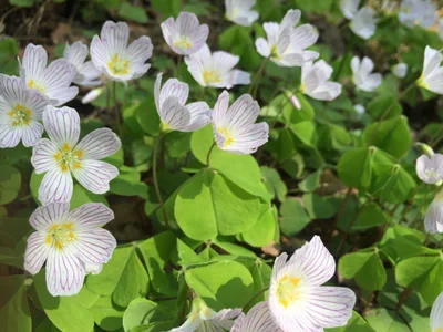 Witch_Emma Public Hình 3